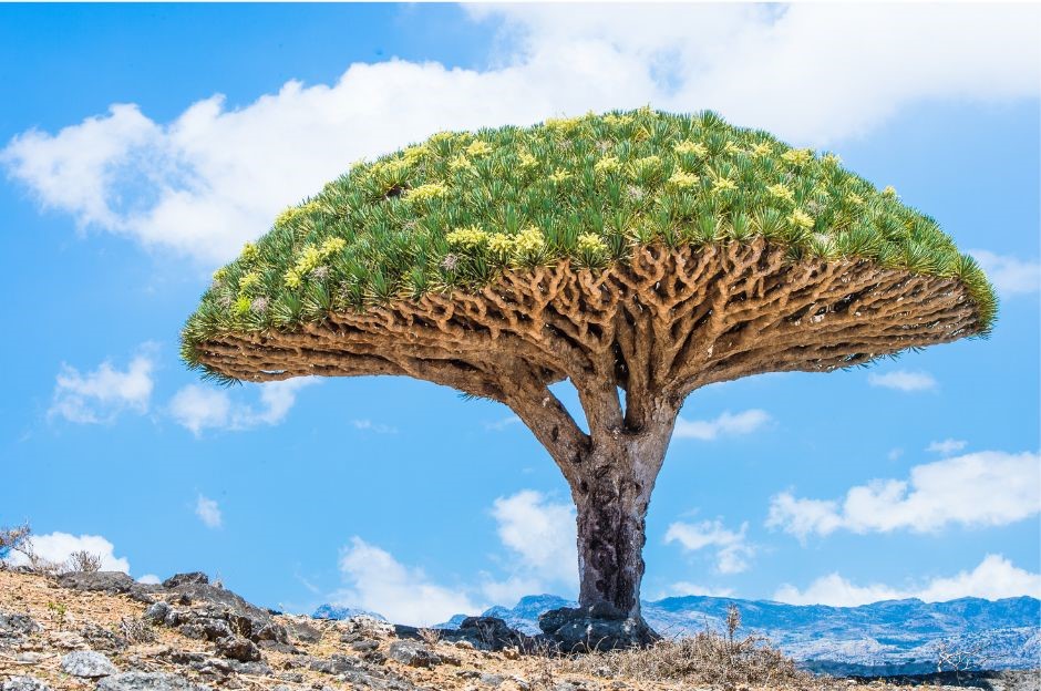 árvore do dragão em Socotra, no Iêmen 