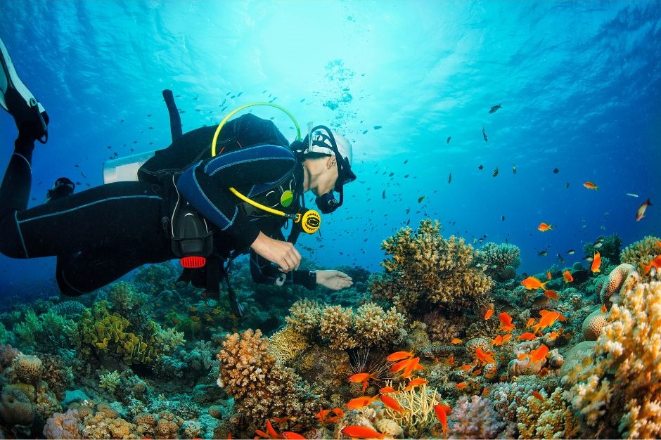 mergulhador explorando o fundo do mar em meio a recifes de corais