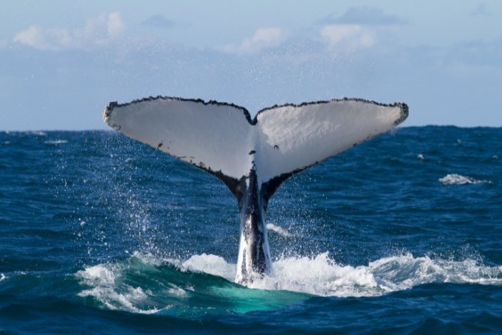 cauda de baleia jubarte em alto mar