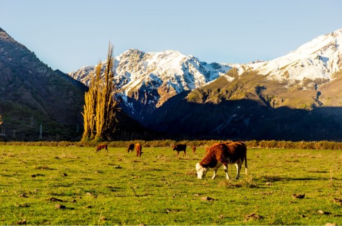 estância com vacas pastando