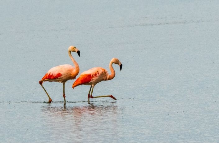 flamingos a Reserva Laguna Nimez