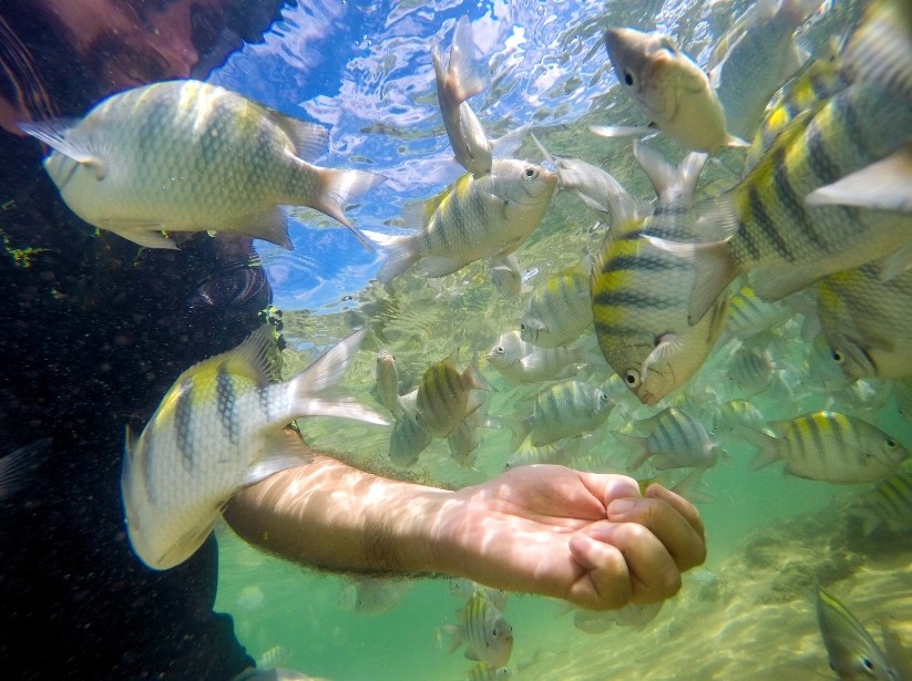 peixinhos nas piscinas de porto de galinhas